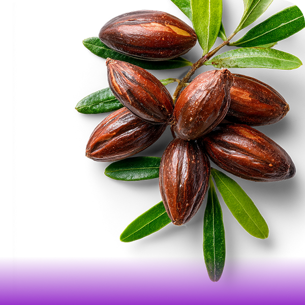 ULJE SIMMONDSIA CHINENSIS